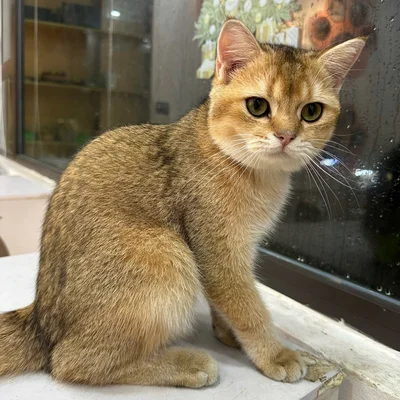 Lộc