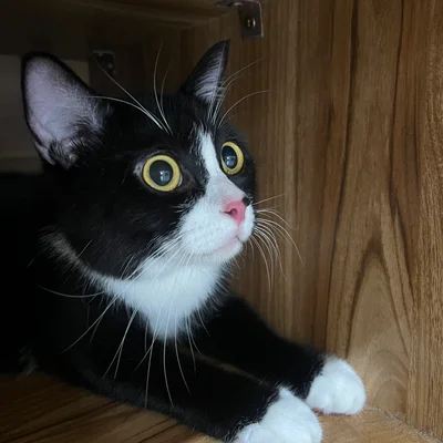 Tuxedo